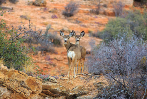 Two Mule Deer in the Sonoran Desert, Arizona