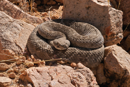 Western Diamondback Snake curled up among desert rocks